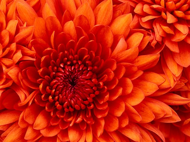 124805-Chrysanthemum.jpg, 859 KB