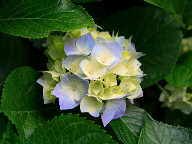 Hydrangeas.jpg, 581 KB