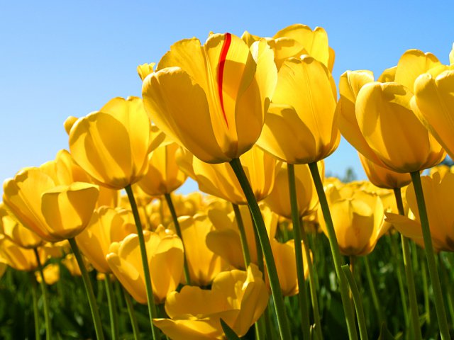 Tulips.jpg, 606 KB